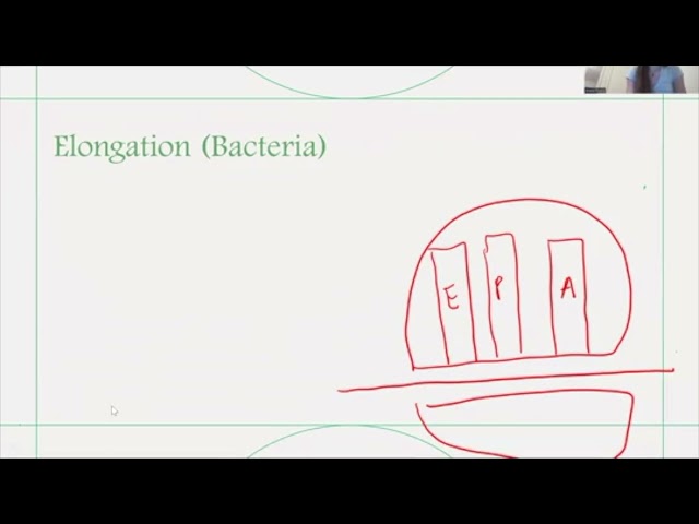 Tricky Topics: tRNA charging, Initiation, elongation Bacteria
