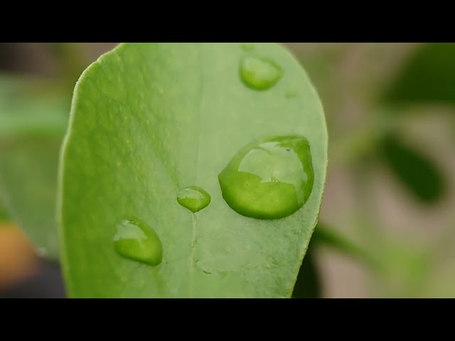 Morning Dew, A Fleeting Beauty