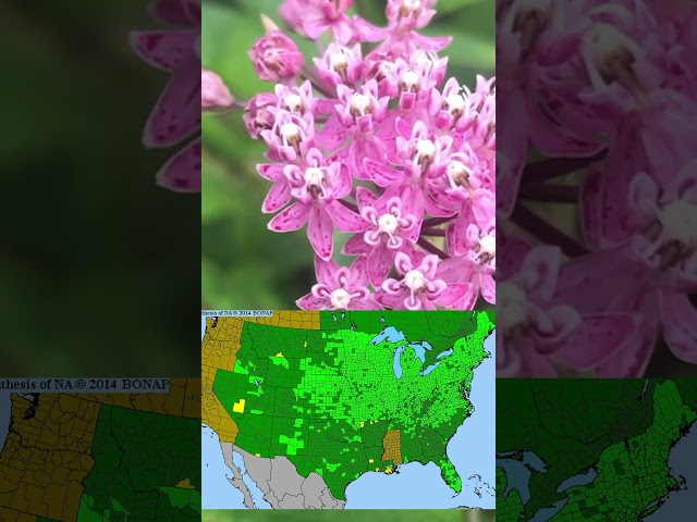 4 Native Flowers for Mid-Summer Blooms in your Garden!