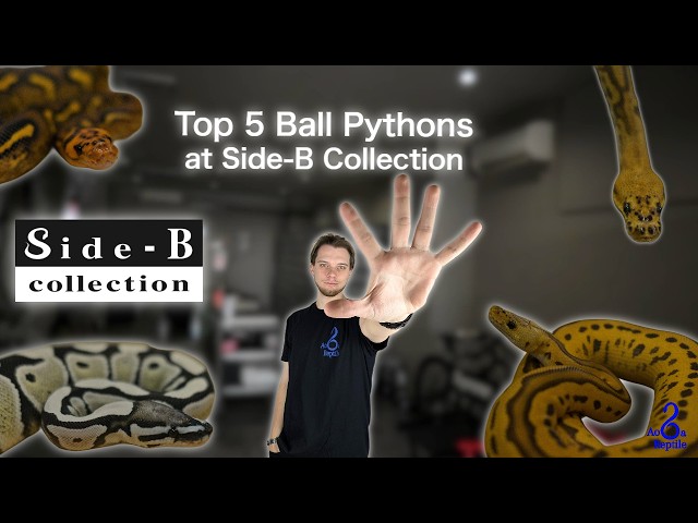 Top 5 Ball Pythons at @Side-BCollection (round 2)