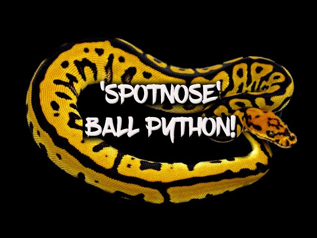 The 'Spotnose' Ball Python Morph!