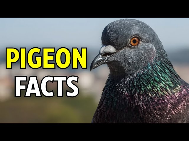 7 Crazy Facts You Didn't Know About Pigeons