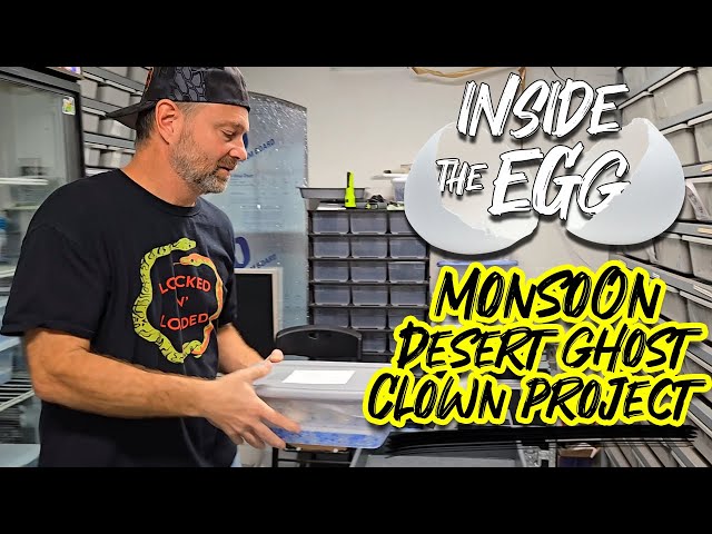 Monsoon Desert Ghost Clown Project | Inside the Egg 4