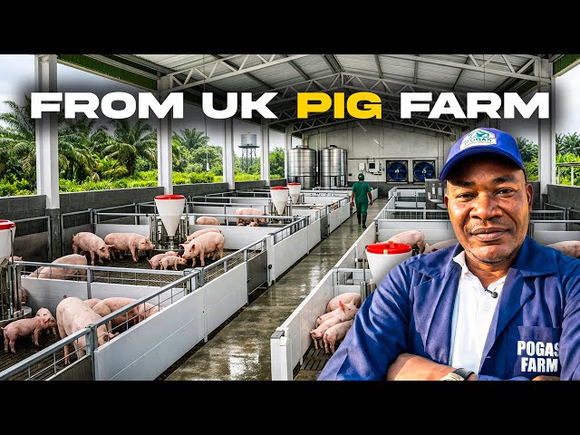 He Left the UK to Start Pig Farming in Nigeria 🇳🇬 — Now It’s Paying Off