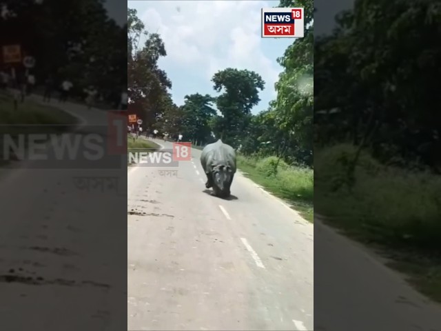 Rhino on Street : পবিতৰা অভয়াৰণ্যৰ পৰা খাদ্যৰ সন্ধানত ওলাই আহিছে এটা গঁড় | N18S | 15-12-2025 |