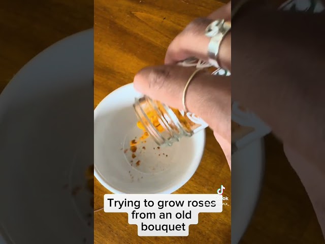 Trying to grow roses from an old bouquet #roses #propagation