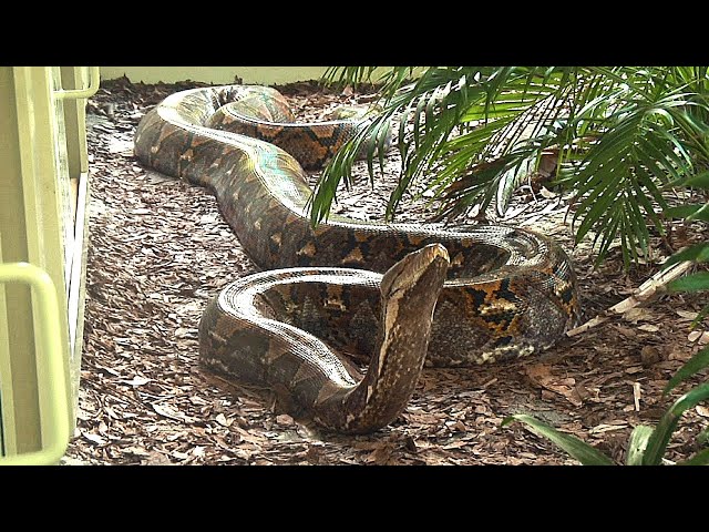 Er ist eine der größten Schlangen der Welt / Der Netzpython (Malayopython reticulatus)