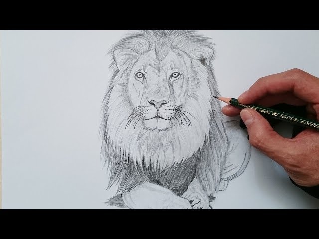 LEARN how to DRAW a realistic LION STEP by STEP