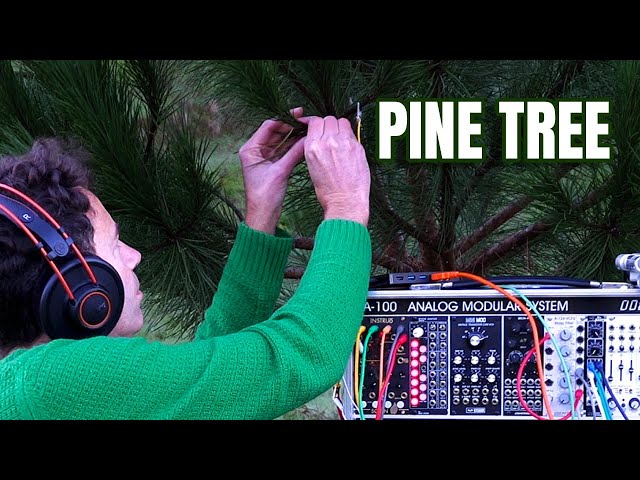 A Living Pine Tree Is Shaping Time | A 25-Minute Listening Practice