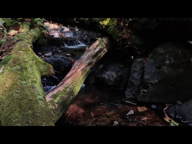 Relaxing Music, Sleep Music, Water Sounds, Meditation Music, Peaceful Piano for Deep Rest