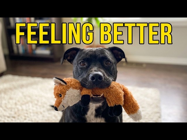 A Rough Morning For Waldo Dog: Disabled Dog Health Update & Playtime!