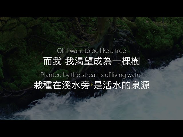 樹 Tree (Chinese version) - Justin Rizzo | Melody Hwang cover