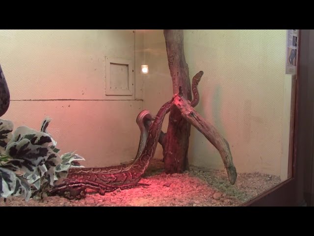 Swakopmund  - Living Desert Snake Park: Dwarf pythons