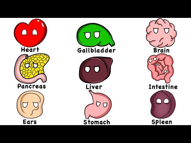 Every Human Organ Explained in 11 Minutes