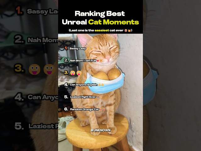 Ranking de los mejores videos de gatos irreales #dalimsharma