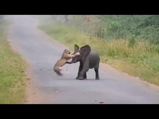 THIS IS WHAT THE ELEPHANT DID WHEN THE LEOPARD ATTACKED