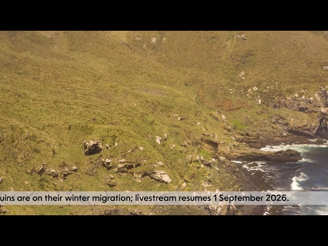 TawakiCam - Erect-crested penguins on Antipodes Island