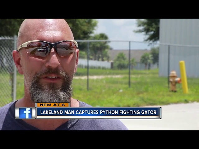 Video shows Florida man catch python as it strangles gator