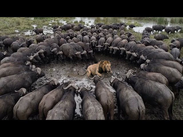 Lion vs Buffalo — Strength Is Not the Deciding Factor | Inside the Wild