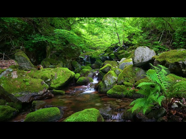 Mountain Stream, Birds Chirping, Forest Sounds for Sleeping