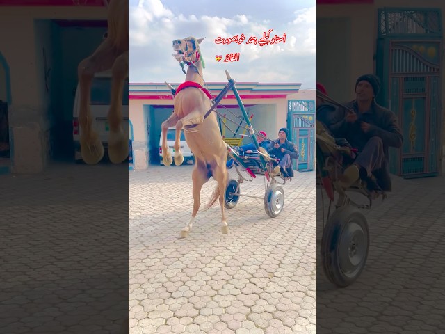 An Example of Beauty: The Horse’s Gait.