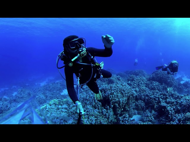 Marsa Alam 2020-11-11 Dolphin house