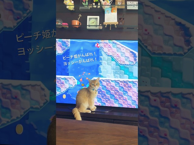 スーパーマリオにイマーシブ体験するねこ　#猫　#ブリティッシュ