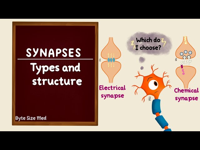 Neuronal Synapses | Part 1/4 | Types and Structure of a Synapse | Neuron Physiology
