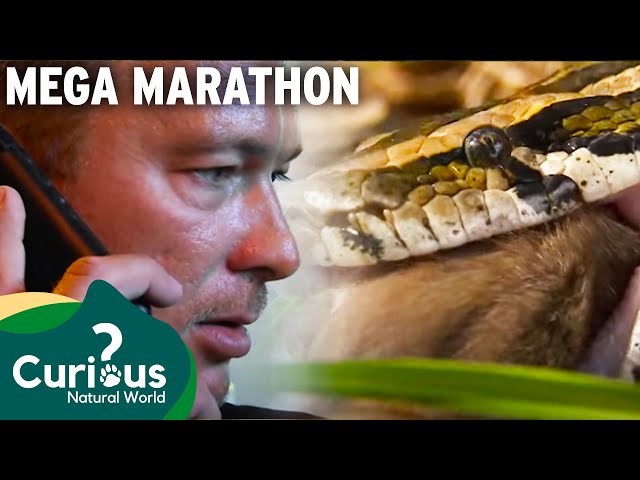 Python Hunters Unite to Protect Florida's Ecosystem | Curious?: Natural World