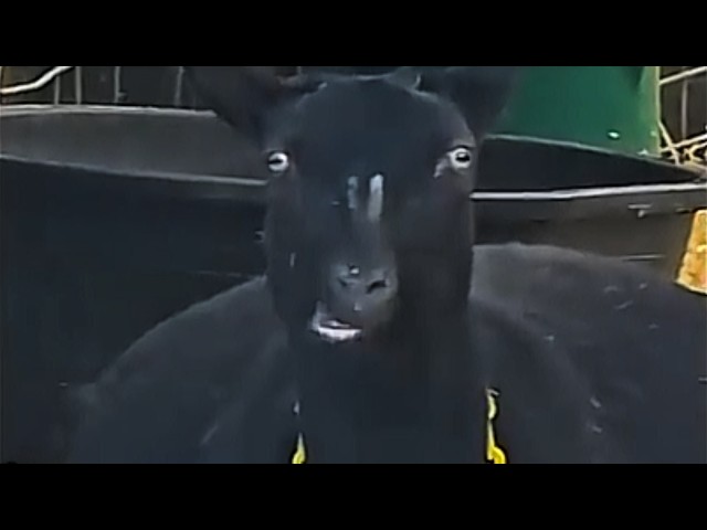 UNUSUAL MEMES COMPILATION V6