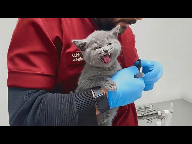 Overdramatic Cats Accidentally Realize They're at the Vet 😂🐱