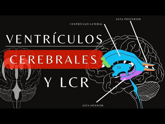 Anatomy of the Ventricular System and Cerebrospinal Fluid. CSF Circulation: A Simple Explanation!