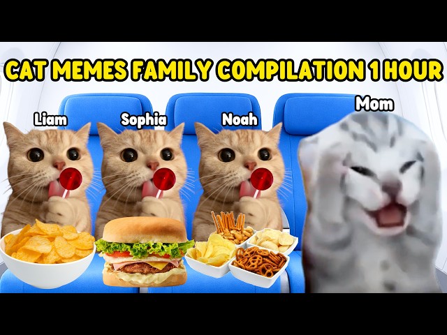 CAT MEMES FAMILY VACATION TRIP COMPILATION 1 HOUR