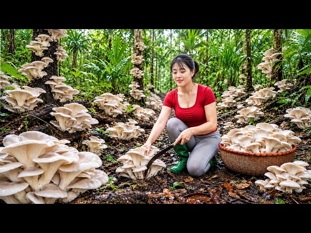 Harvesting A Lot Of Straw Mushroom Go To Countryside Market Sell | My Bushcraft Nhất