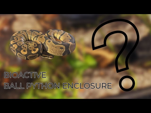 Building a Bioactive Ball Python Enclosure