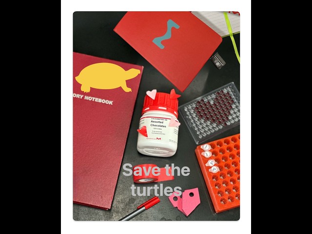 Save the turtles with @koobydoobydoobydoo #restaurant #classwork #sang #translator