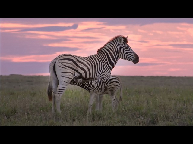 A Zebra Family’s Odyssey Through Hell and Rain