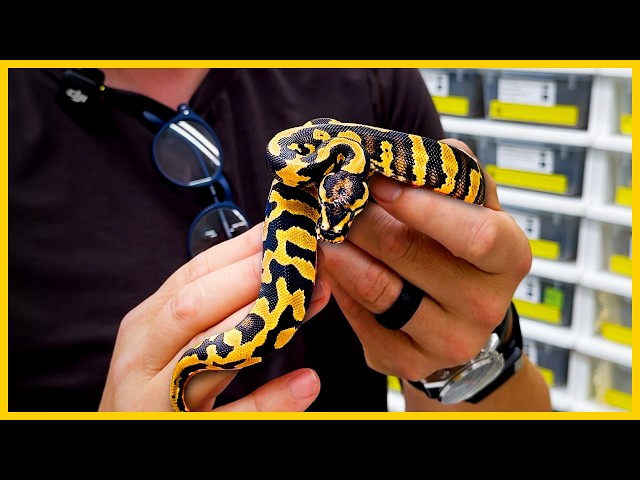 Does This Ball Python Hold the Future of Sunset?!