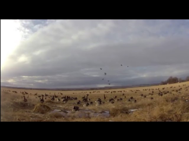 Goose hunting #goosehunting 