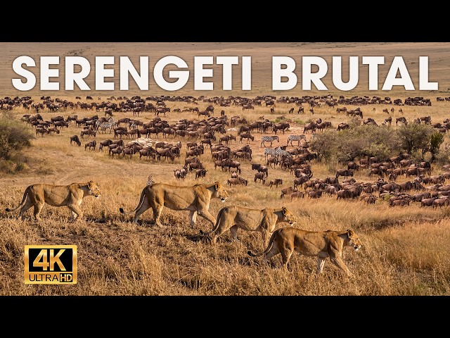SURVIVAL IN THE SAVANNA - Battles of the Animal Kingdom #wildanimals | NATURE LIFE