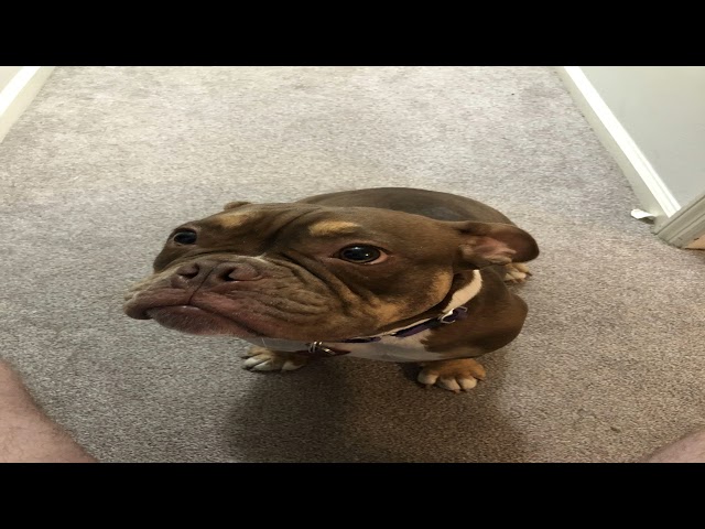 Sensible memes from r/rarepuppers | Tua Tagovailoa