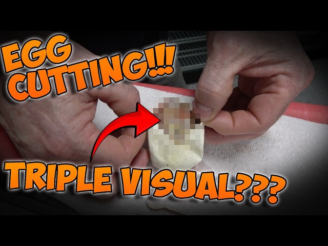 TRIPLE VISUAL?? EGG CUTTING