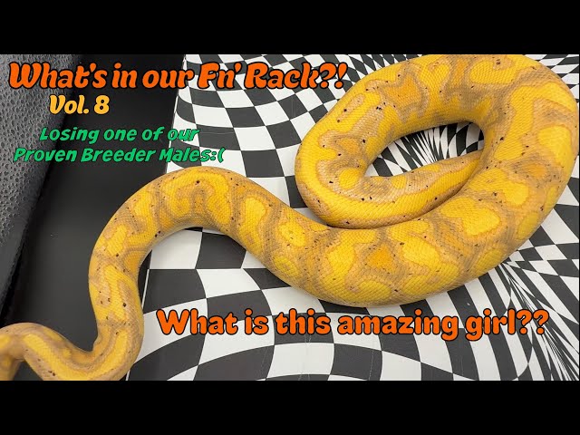 What's in our Fn Rack Vol. 8 | Losing one of our oldest snakes:( | ball Python breeding