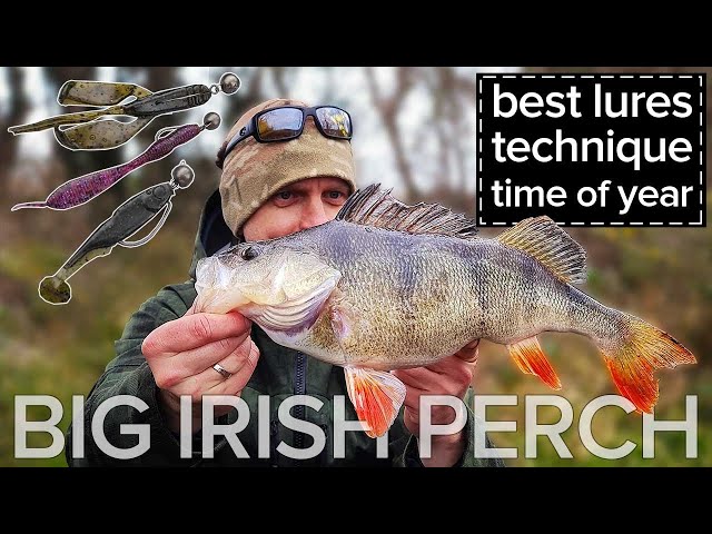 Perch Fishing in Ireland - Must Have Perch Lures ❗❗ How to Work Them & When?