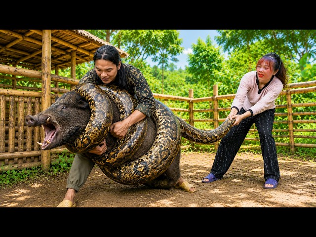 Rescuing Our Wild Boar from a Giant Python – Cooking Delicious Grilled Python for the Family ❤️