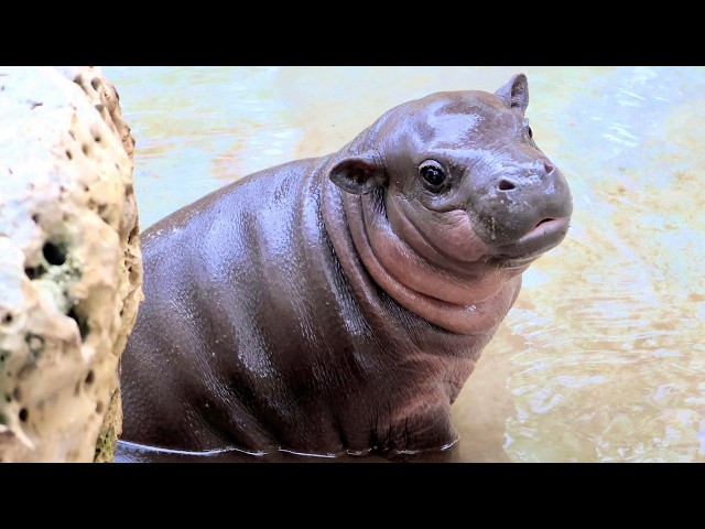 Meet Mars—The Tiny Pygmy Hippo Calf Zooming His Way Into Our Hearts!