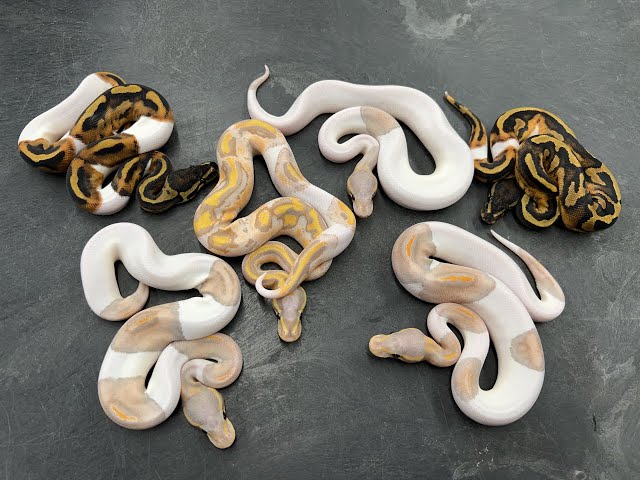Some amazing Black Pastel Pieds and Clowns from the 2022 hatching season!