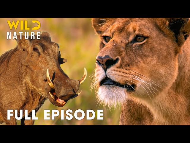 Predators vs Prey: Deadliest Battles for Survival in Nature I FULL EPISODE | Nature documentary