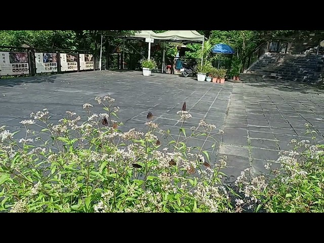 茂林國家風景區賞蝶最新蝶況113 10 19