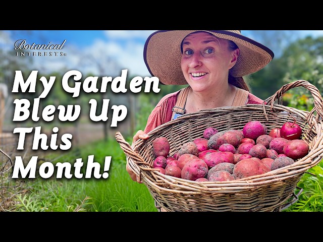 Massive Garden Harvest (with Expert Tips!)